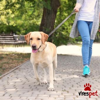 Ράτσα: Άγνωστο - Ημίαιμο | Ηλικία: 3 ετών | Φύλο: Αρσενικό | Αρ. Microchip: 981022212121212 | Περιοχή: Αττική